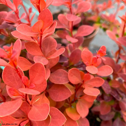 Барбарис тунберга Оранж Тауэр